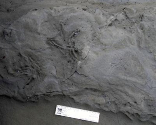 Illustration for article titled Big, 100-Million-Year-Old Bird Tracks Discovered in Australia